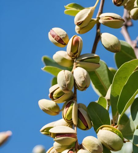 pistachosArbol